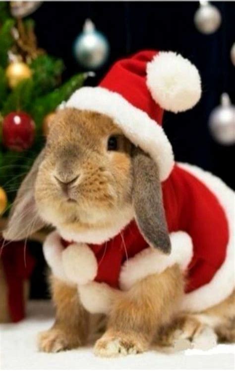 Bunny Rabbits Rocking Christmas Costumes Bunnies Beauty