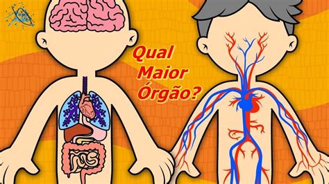 Qual O órgão Mais Caro Do Corpo Humano