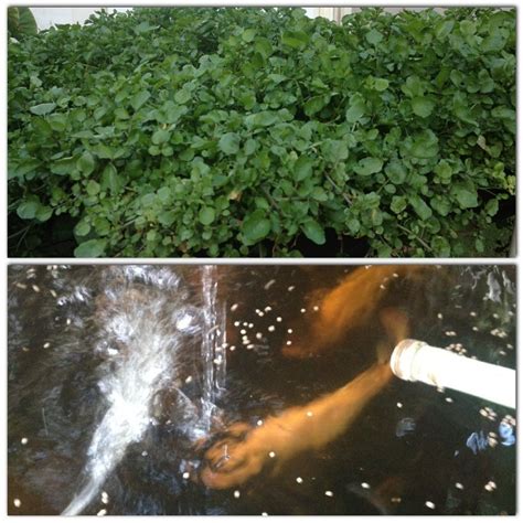 Growing Watercress Raising Golden Tilapia At Home In Aquaponic