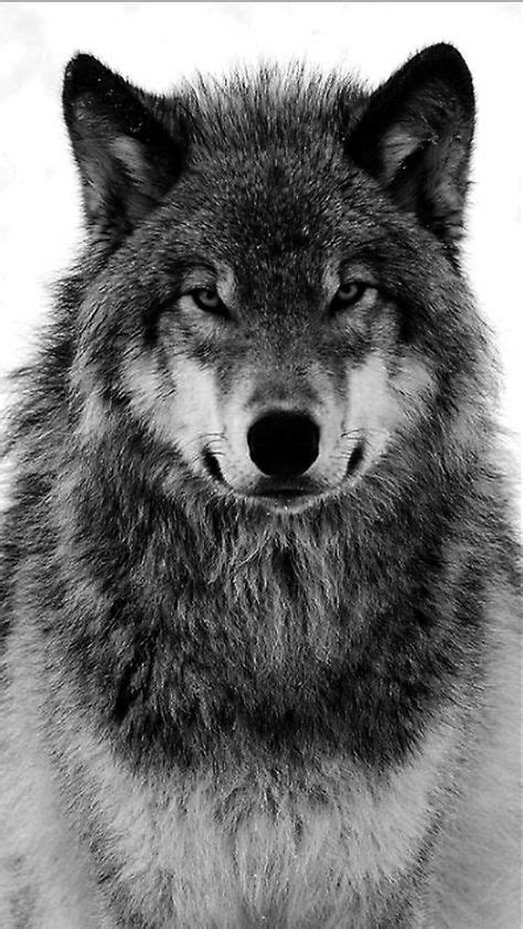 Wolf Photos Wolf Pictures Nature Photos Wolf Love Wolf Tattoos