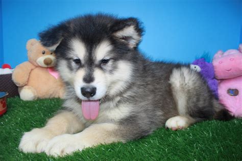 Alaskan Malamute Puppies For Sale Long Island Puppies