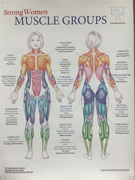 Human Chest Muscles Diagram Intercostal Muscles Function Area