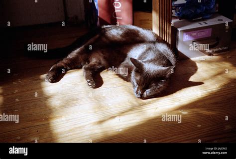 Black Cat Sleeping Stock Photo Alamy