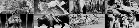 FOR THE (NON-HUMAN) ANIMALS – Collectively Free