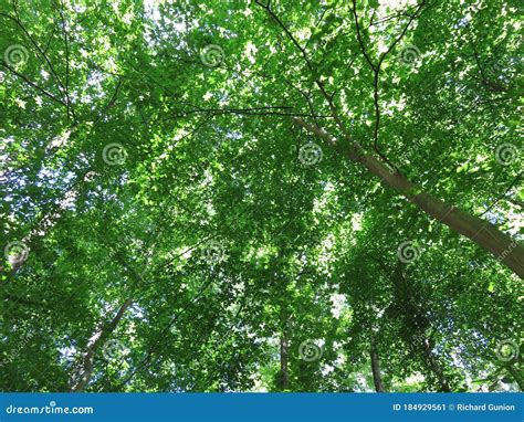 Canopy Of Green Leaves In May Stock Image Image Of Leaves Tall