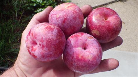 Picking A Multi Grafted Pluot Tree For East Coast 7b General Fruit