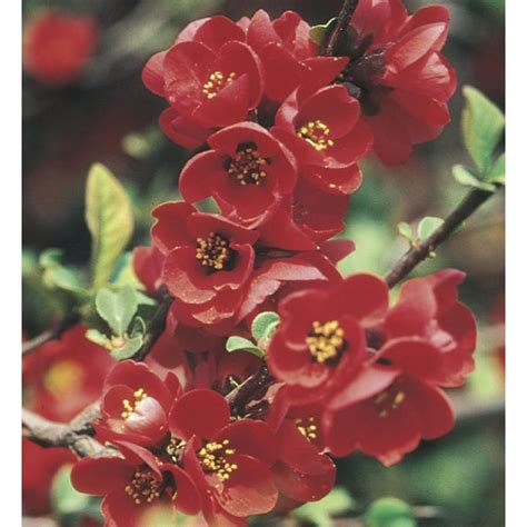 Red Red Flowering Quince Flowering Shrub In Pot With Soil L4475 At