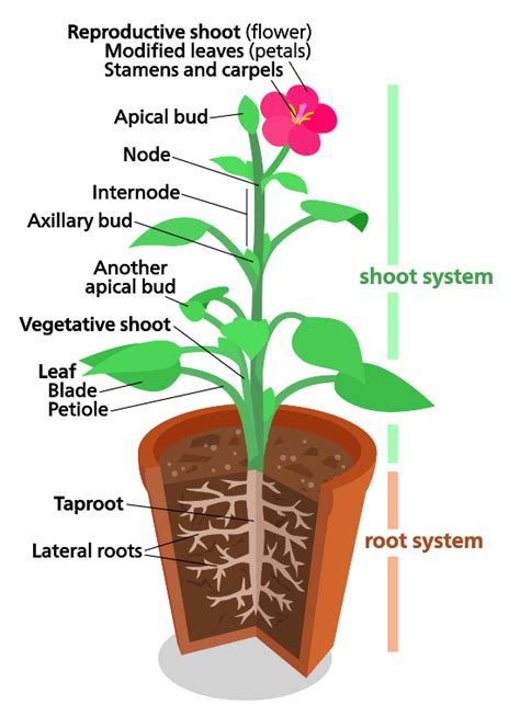 Root System In Plants Lesson Science State Board Class 6