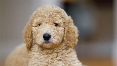 30 Small Hypoallergenic Dogs That Dont Shed Barking Royalty