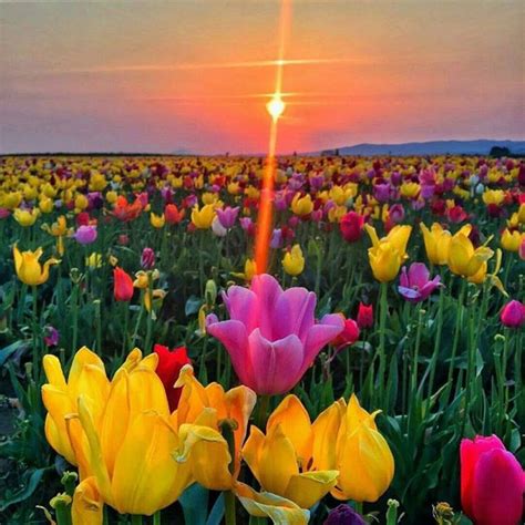 A Field Full Of Colorful Flowers With The Sun Setting In The Sky Behind