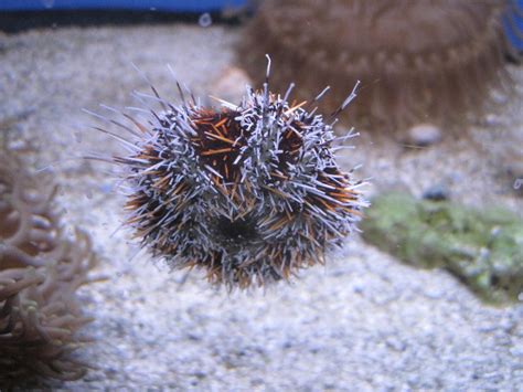 Морской еж (лат. Echinoidea), фотографии морских ежей