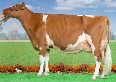 Types Of Cows – DairyPesa