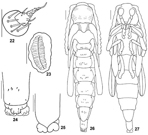 Epimelitta Prodigiosa Sp Nov Larva 22 Leg 23 Spiracle Thoracic