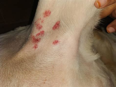 Skin Disease In Dog