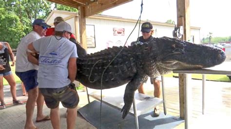 Man Who Caught 750 Pound Gator We Needed A Bigger Boat News Need News