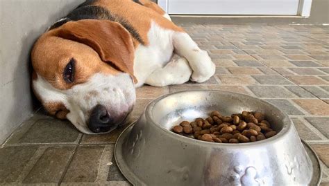 Overall best dog foods for sensitive stomach in 2021. Pet News & Articles | Urban Pet Hospital Blog | What is ...