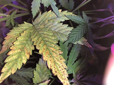 7 Common Cannabis Plant Deficiencies Leaf Symptoms Sensi Seeds