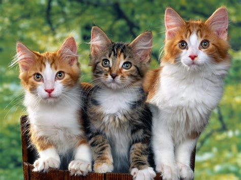 Foto Kucing Lucu Gambar Kucing Imut Manis