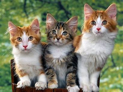 Cat Clip Cats Wallpapers Background Kitten Desktop