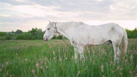 A Beautiful White Horse Feeding In A Green Pasture The White Horse
