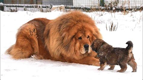 Biggest Tibetan Mastiff Petsidi