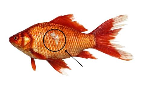 Why Goldfish Missing A Scales 5 Reasons Must Check