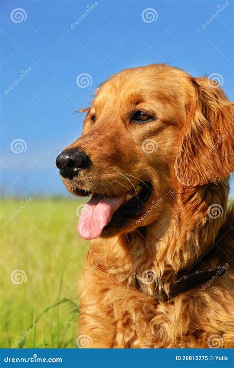 Golden Retriever Dog Portrait Royalty Free Stock Photo Image 20815275