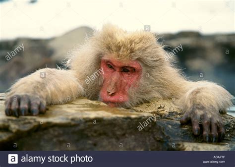 Japanese Macaque Snow Monkey Macaca Fuscata Sitting In Warm Spring
