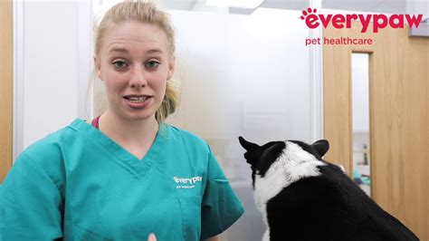 It can be even more painful to get their diagnosis. How Do You Know If Your Dog Has Fleas - Everypaw - YouTube