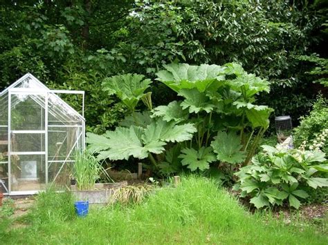 Sow seeds as soon as possible. Amazon.com: 10 GUNNERA MANICATA Giant Rhubarb Dinosaur ...