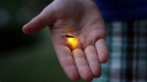 How Fireflies Produce Light Bioluminescence Science Facts