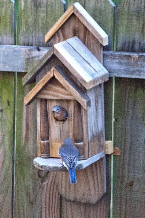 Eastern Bluebirds Bird House Ideas Socialaffiliatew Buildbirdhouses