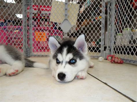 Create a free breeder profile. Husky Puppies For Sale Near Me Craigslist | PETSIDI