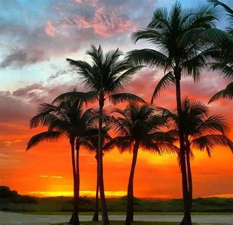 Miami Sunsets Palm Trees Beach Scenery Beautiful Sunset