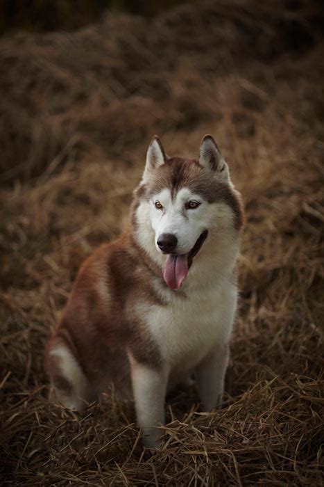 Animal Lover Cara Melatih Dan Merawat Anjing Siberian Husky