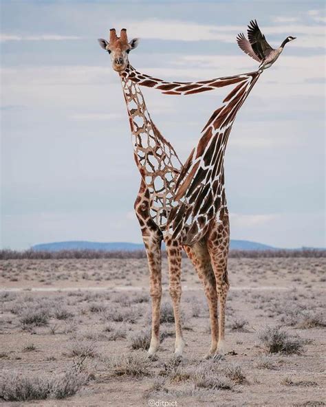 I Heard You Guys Like Giraffes Movie Surrealism Photography Giraffe Surreal Art