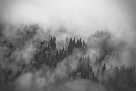 Black And White Forest Wallpapers 4k Hd Black And White Forest