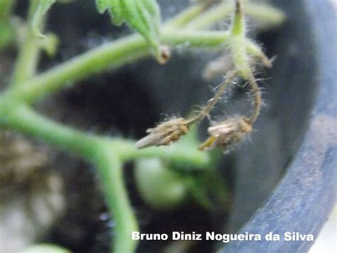 Requeima Phytophthora Infestans No Tomateiro Solanum Lycopersicum L