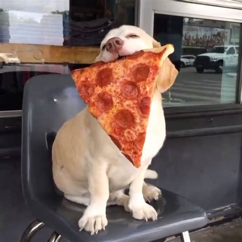 Dog Eating Pizza Funny Moment Youtube