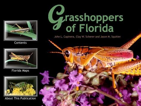 Grasshoppers Of Florida Map Of Florida Florida Field Guide