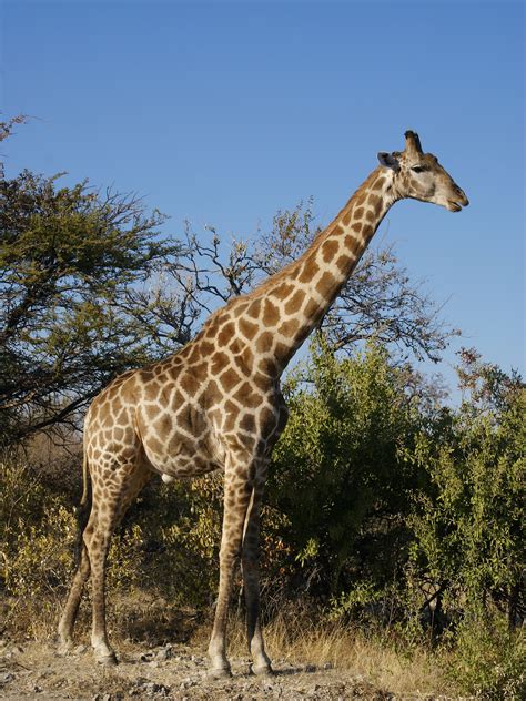 What Eats A Giraffe