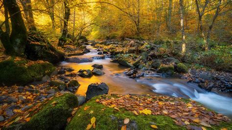 Forest With Water Stream And Rocks Between Trees Hd Nature