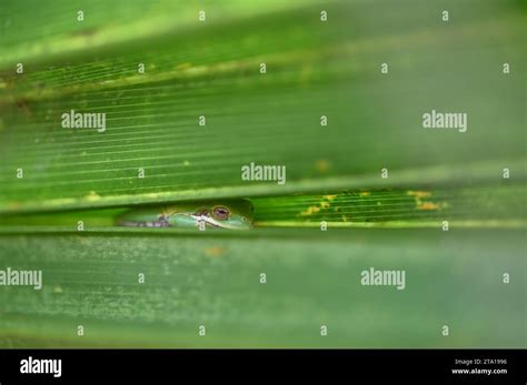 A Common Green Tree Frog Sleeping In The Fronds Of A Palm Leaf In