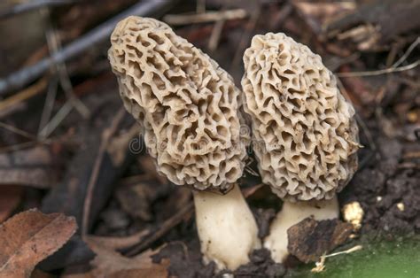 Morel Mushrooms Stock Photo Image Of Coveted Nature 38011886