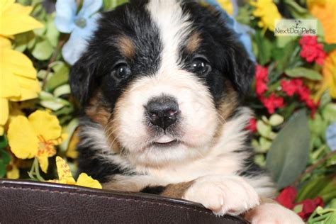 Bernese Mountain Dog Puppies Texas Cost 8 Returning Shows That Have
