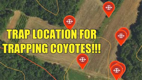 location and bait selection for trapping coyotes youtube