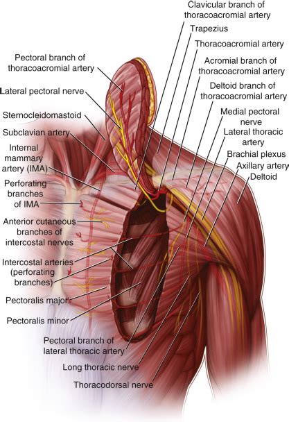 Pectoralis Major Flap | Plastic Surgery Key