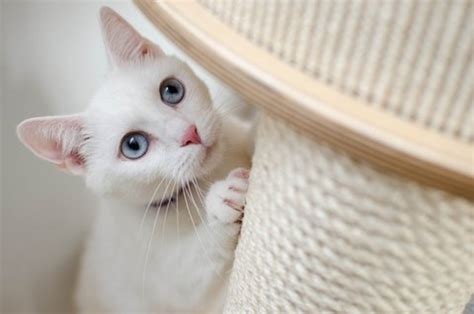 15 Reasons Why Cats Are Better Pets Than Dogs Pethelpful