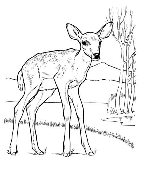 Deer Animal Coloring Pages Adult Coloring Pages