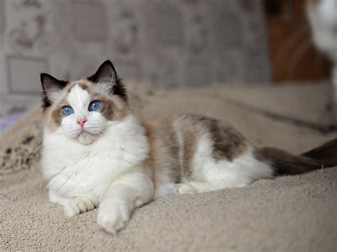 Seal Point Ragdoll Cat Facts Origin And History With Pictures Feeduw